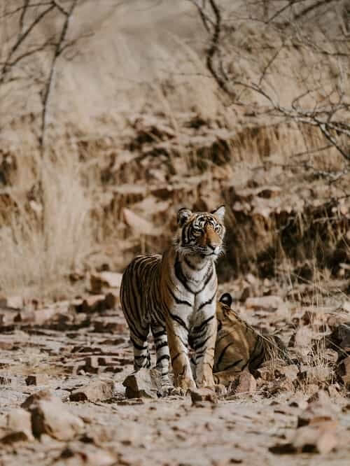 Golden Triangle Tour with Ranthambore